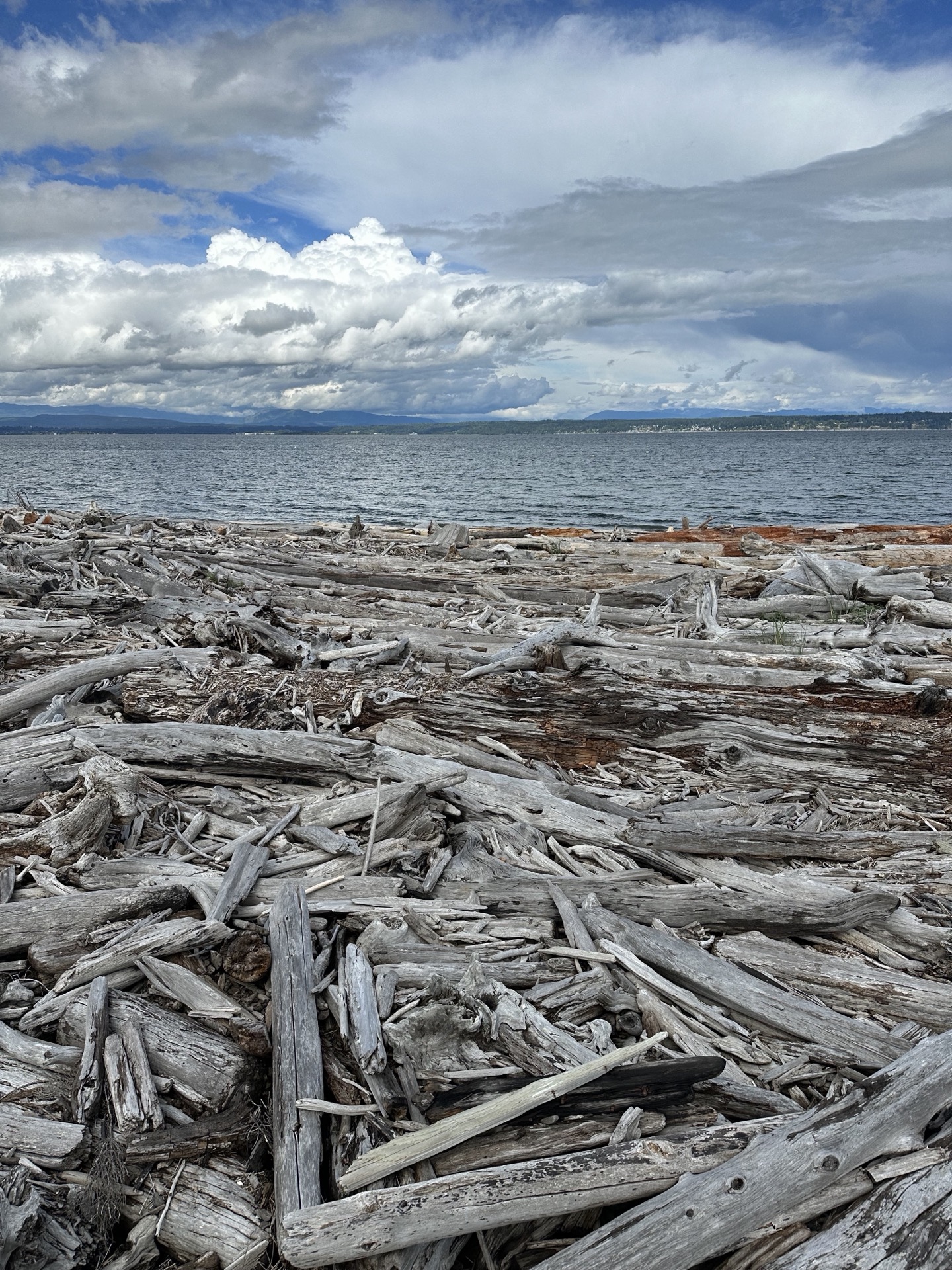 Driftwood and water along the Pacific Northwest shore